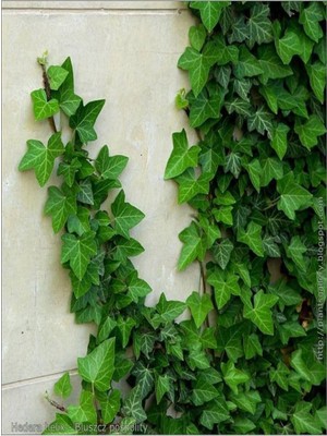 Esranın Dünyası Nura Botanik Duvar Sarmaşığı Fidanı, Saksılı, 50-80 Cm, Yeşil