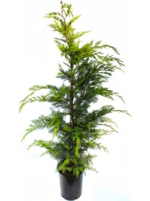 Esranın Dünyası Nura Botanik Leylandi Çam Fidanı, 70-100 Cm, 1 Adet Saksılı, Dış Mekan, Cupressocyparis Leylandii