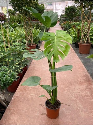 Esranın Dünyası Bitkim Sende Deve Tabanı Monstera Deliciosa Ithal Orta Boy, Yeşil