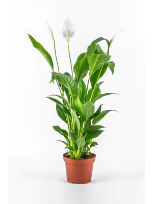 Esranın Dünyası Nura Botanik Spatifilyum Barış Çiçeği Spathiphyllum Bellini Beyaz Çiçekli Salon Bitkisi, 10 cm Saksı