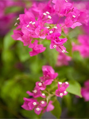 Esranın Dünyası Nura Botanik Pembe Begonvil Çiçeği Fidanı, 40-60 Cm, Saksılı, Bougainvillea