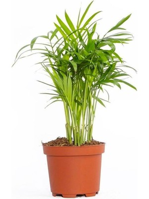 Esranın Dünyası Nura Botanik Chamaedorea Elegans Dağ Palmiyesi, 20CM, 8.5 Saksıda, Iç Mekan Bitkisi