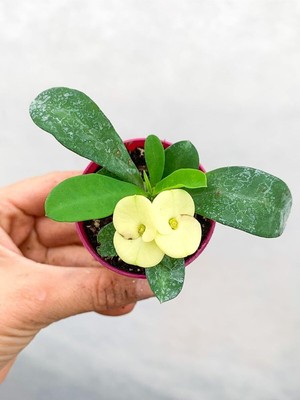 Esranın Dünyası Gardenbox Mini Sarı Renkli Dikenler Tacı Çiçeği, 5-15CM Saksılı, Euphorbia Milii