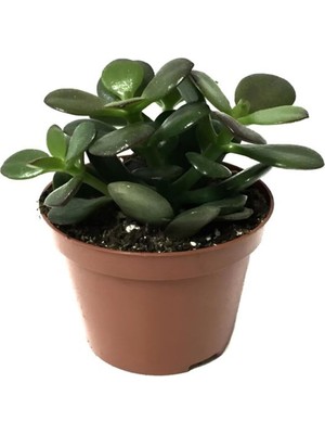 Esranın Dünyası Serada Decor & Plant Mini Para Çiçeği, Saksılı Canlı Yeşim Bitkisi, 10-15CM, Yeşil