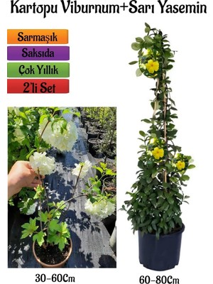 Esranın Dünyası Gardenbox Beyaz Kartopu Çiçeği Viburnum + Sarı Yasemin Çiçeği Fidanı 2'li Bahçe Seti