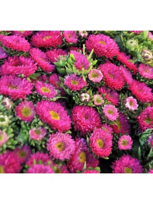 Velora Kasımpatı Çiçeği Tohumu (Uzun Boylu, Kesimlik) Pembe Renkli - 5 Tohum