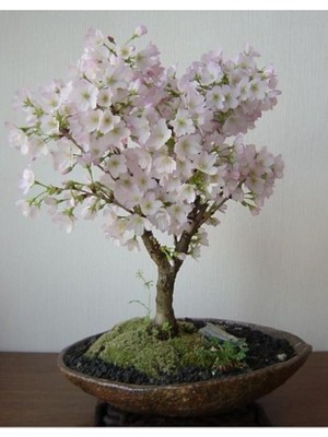 Look Beyaz Çiçekli Bahardalı Bonsai Ağacı Tohumu-10 Adet TH-2022DSHNGLKTHM085