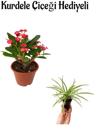 Velora Gardenbox Kırmızı Renk Miili Dikenler Tacı Çiçeği Kurdele Çiçeği Hediyeli