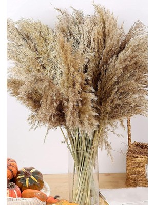 Alyones 10 Adet Kurutulmuş Pampas Otu, 100 cm Boyunda Pampa Otu Görkemli Otu Kabarık Pampas Otu