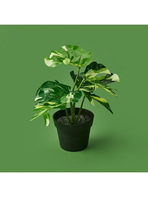Matmel Botta Çiçek - Asorti - 24 cm