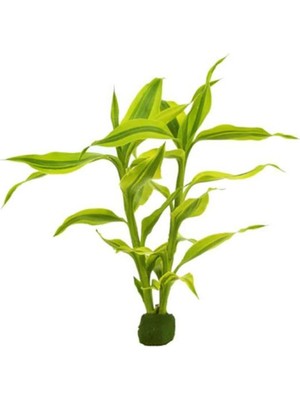 Uravas Store Dracaena Sanderiana Gold Saksı Canlı Bitki