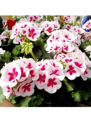 Bemy Ticaret Look 10 Adet Pembe Renk Sakız Sardunya Tohumu TH-THMCMTHM312