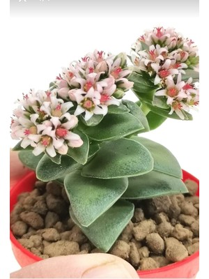 Odea Bitkim Sende Kalp Hoya Mum Iç Mekan Sukulent, Pembe, Minik Boy 5.5cm