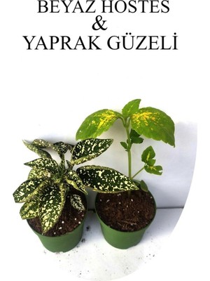 Odea Beyaz Çilli Hostes Çiçeği 1 Adet Saksılı+Yaprak Güzeli Çiçeği 1 Adet Saksılı 10-15CM