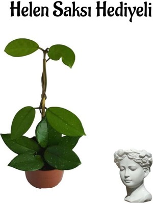 Odea Gardenbox Hoya Bitkisi Helen Saksı Hediyeli, Pembe Renk Mum ile Anneler Günü Özel Seti