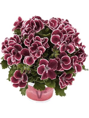 Odea Nura Botanik Bordo Ceylan Gözü Sardunya Çiçeği Fidanı, 10-20 cm