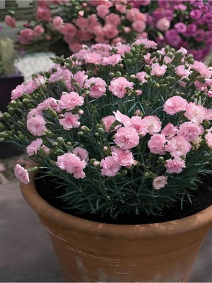 Odea Nura Botanik Yoğun Kokulu Şeker Pembe Karanfil Çiçeği, Bodur Tür, 15-25CM, Pink Dianthus