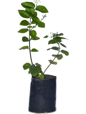 Odea Nura Botanik Jasminum Sambac Maid Of Orleans Ful Yasemin Fidanı, 40-60 cm
