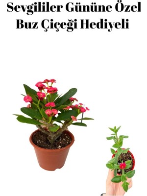 Odea Gardenbox Kadınlar Gününe Özel Kırmızı Buz Çiçeği, Hediyeli