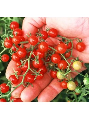 Esranın Dünyası Bezelye Cherry Domates Tohumu 10+ Adet – Yüksek Verimli Mini Domates – Tatlı, Sulu ve Kolay Çimlenen