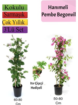 Aesco Nura Botanik Amerikan Duvar Sarmaşığı, Pembe Begonvil, Itır Çiçeği Hediyeli, 3'lü Set
