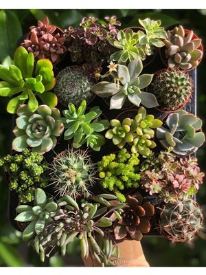 Aesco Gardenbox Kaktüs Sukulent Mix 10 Adet Karışık Özel Tür