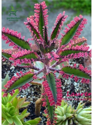 Aesco Gardenbox Toz Pembe Aşkın Gözyaşı Çiçeği Saksılı 10-15 cm