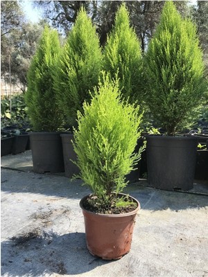 Serada Decor & Plant Limon Kokulu Çam Ağacı, 30-40 Cm, Limoni Servi Cupressus