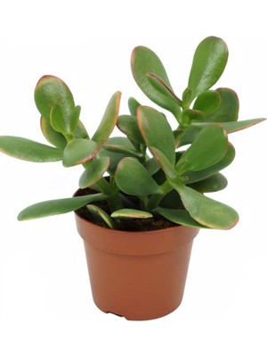 Odea Gardenbox Mini Boy (10-15 Cm) Para Yeşim Çiçeği, Dekoratif Canlı Bitki, Yeşil