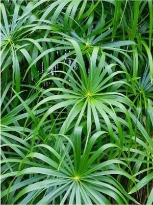 Odea Nura Botanik Salon Bitkisi Japon Şemsiyesi, 1 Adet Saksılı, 50-60CM, Cyperus Alternifolius, Yeşil