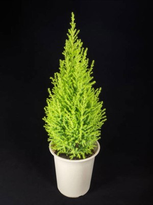 Odea Nura Botanik Limon Çamı 30-50 cm Tüplü Dış Mekan Ağacı, Cupresus Macrocarpa