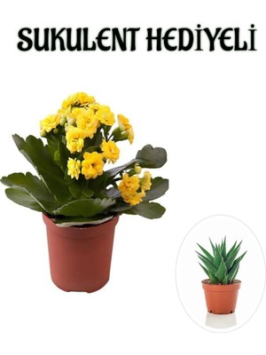 Odea Gardenbox Kadınlar Gününe Özel Sarı Kalanşo Çiçeği, Sukulent Hediyeli