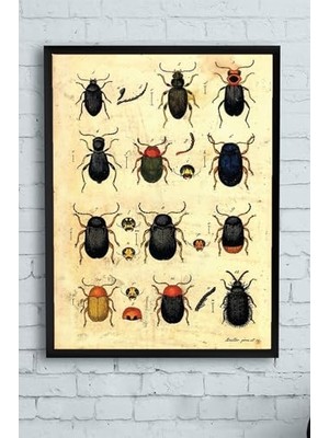 Mey İthalat (PSTER10276) Böcek Koleksiyonu Vintage Çerçeveli Tablo (30 x 40 Cm)