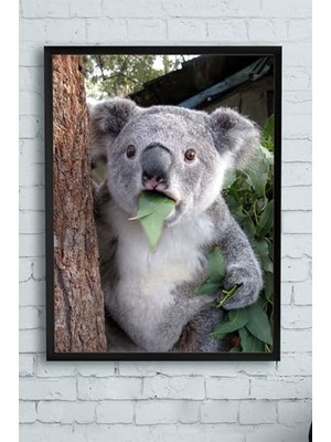 Mey İthalat (PSTER11749) Koala Hayvan Çerçeveli Tablo (21X30 Cm)