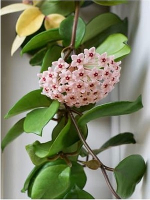 Mey İthalat 1 Metre Hoya Carnosa Mum Çiçeği, Pembe Beyaz Kokulu Çiçekler