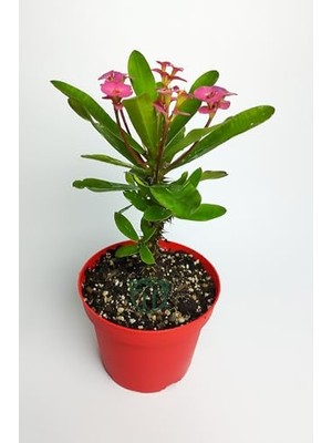 Mey İthalat Pembe Dikenler Tacı, Büyük Boy Euphorbia Mili, Spiral Dikenli, 12 Cm, Kırmızı Saksıda
