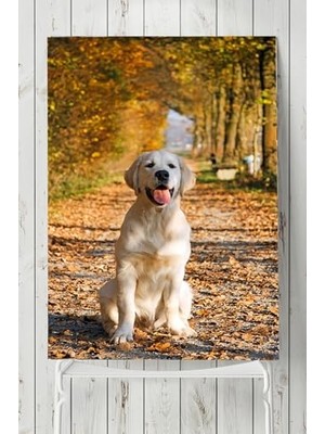 Kazan Hobi (PSTER4713) Golden Retriever Hayvan Posteri