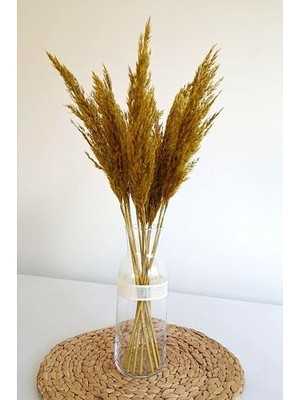 Kazan Hobi 8'li Büyük Demet Pampas Sarı 100 cm Boyunda