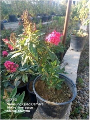 Kazan Hobi Buddleja Davidii Kelebek Çalısı Butterfly Candy Little, Kırmızı
