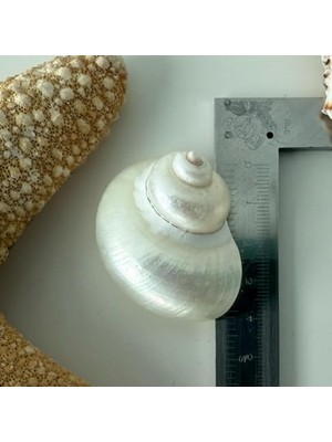 Mythriva Dekoratif Parlatılmış Deniz Kabuğu, 3-4 cm
