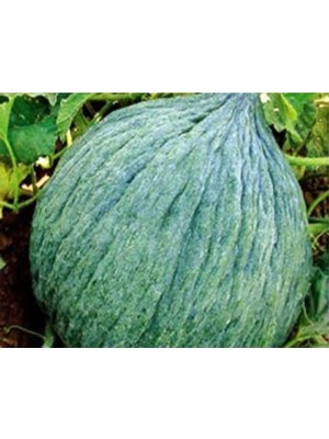 Mythriva Hasanbey Kavun Tohumu - 10 gr