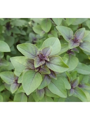 Mythriva Tarçın Aromalı Fesleğen Tohumu - Özel Seri