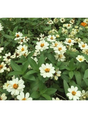Mythriva Beyaz Renkli Mini Zinnia Çiçeği Tohumu - 5 Adet
