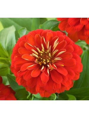 Mythriva Zinnia (Kirli Hanım) Büyük Geniş Çiçekli - Kırmızı (5 Tohum)