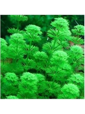 Mythriva Limnophila Heterophylla Saksı- Canlı Bitki