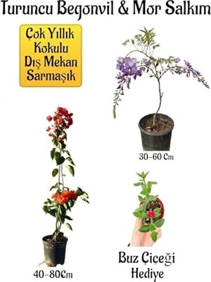 Mythriva Turuncu Begonvil Çiçeği, Mor Salkım Ağacı Fidanı, Buz Çiçeği Hediyeli Bahçe Peyzaj Seti