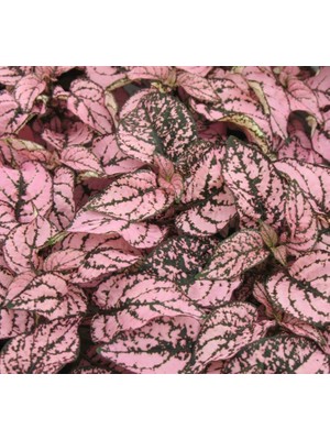 Mythriva Hostes Çiçeği Tohumu (Çilli, Geniş Yaprak) Pembe Renkli - 5 Tohum