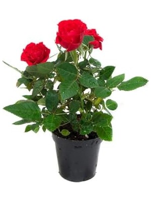 Mythriva Videolu Yediveren Kırmızı Gül Fidanı 1 Adet Saksılı/tüplü 10-15CM Bahçe Bitkisi (Red Rose)