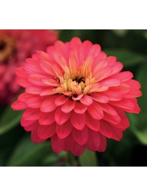 Mythriva Kirli Hanım (Zinnia Iri Çiçek) Somon Renkli - 5 Tohum
