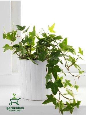 Mythriva Hedera Helix Sarmaşığı Makrome Saksıda 1 Adet Saksılı 30-40CM